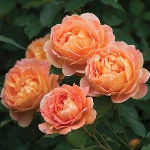 Rose David Austin 'Lady of Shallot' English Climbing Rose - In Store Pickup