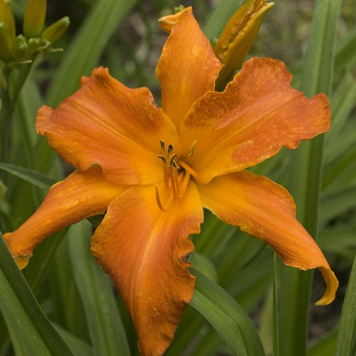 Daylily (Hemerocallis) Rainbow Rhythm 'Primal Scream' - In Store Pickup