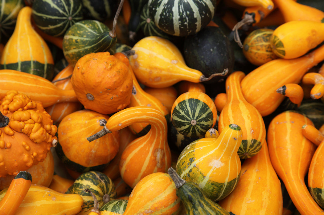 Assorted Gourds and Mini-Pumpkins - In Store Pickup