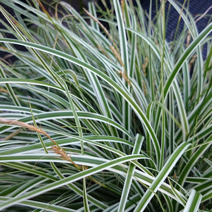 EVEREST JAPANESE SEDGE GRASS (CAREX OSHIMENSIS) - In Store Pickup