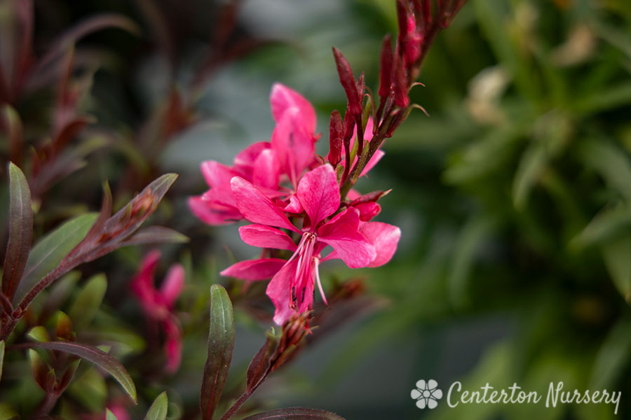 WANDFLOWER (GAURA LINDHEIMERI) STEFFI 'DARK ROSE' - In Store Pickup