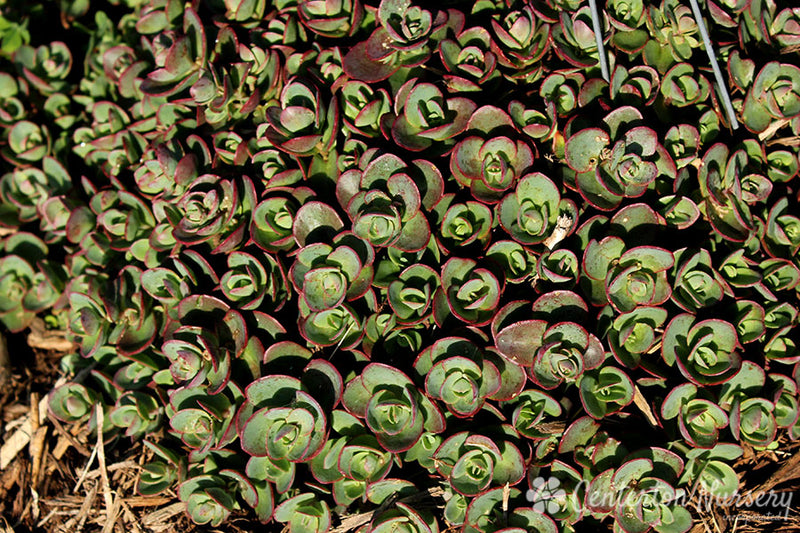SEDUM ' LIME ZINGER' - In Store Pickup