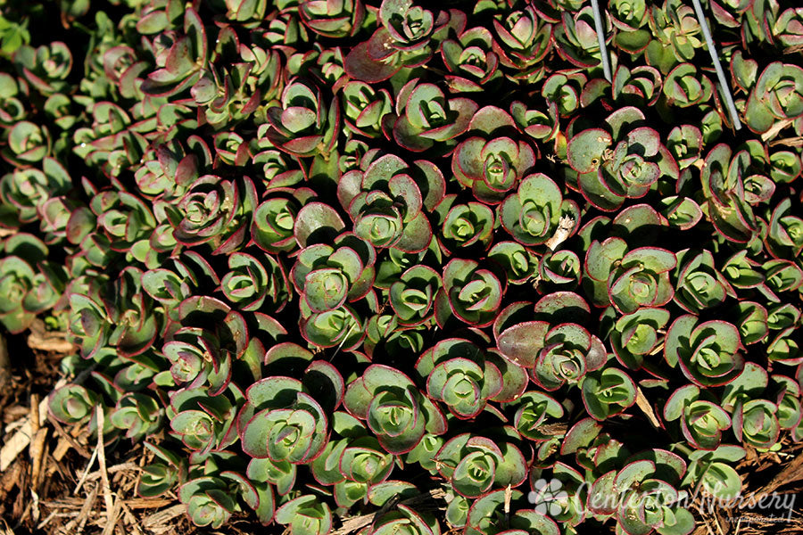 SEDUM ' LIME ZINGER' - In Store Pickup