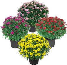 Small Mum (Chrysanthemum) - In Store Pickup