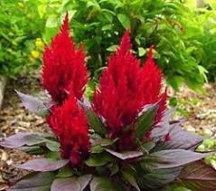 Celosia - 4.5 inch - In Store Pickup