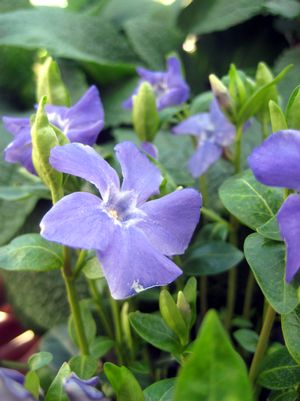 VINCA MINOR `BOWLES` PERIWINKLE - In Store Pickup