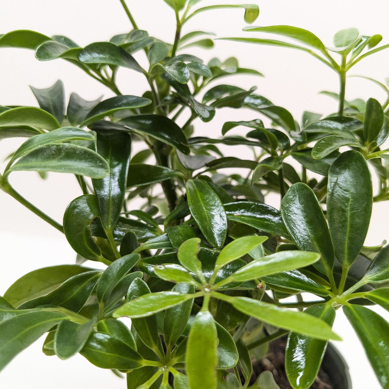 House Plants - Shipped to You