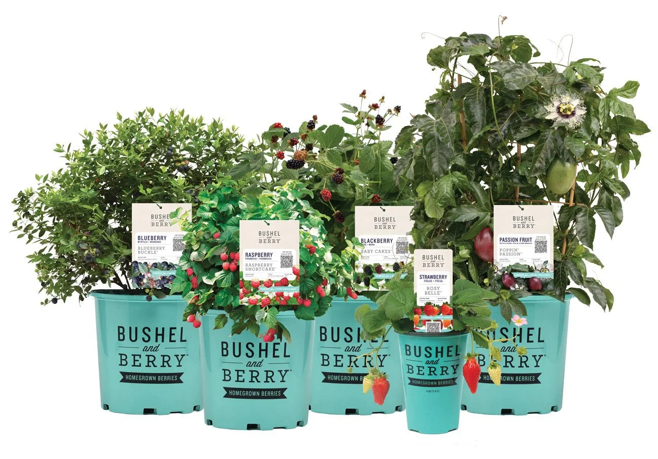 Fruit Bushes