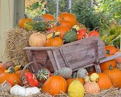 Fall Pumpkins, Gourds, Halloween Decorations and More - In Store Pickup