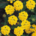 Annuals