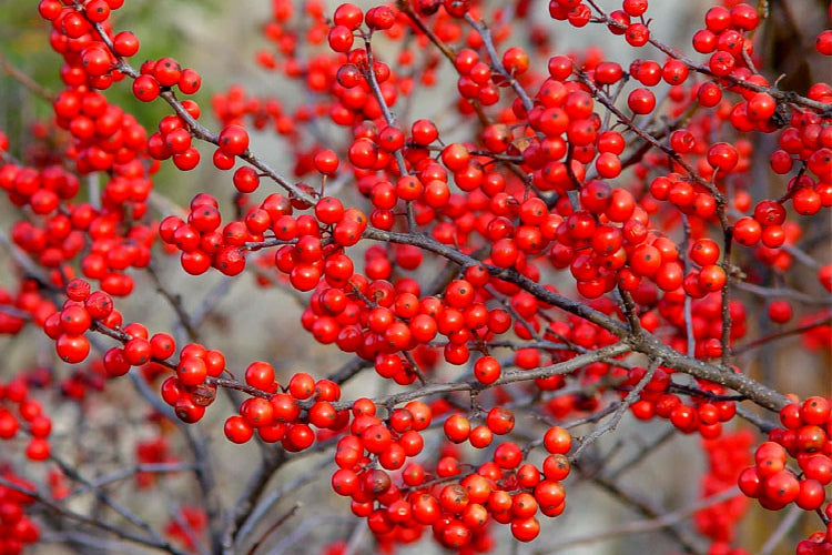 Outdoor Holiday Plants - Shipped