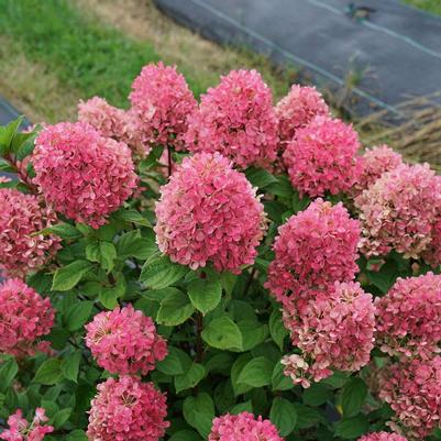 Hydrangeas Early Spring 2026