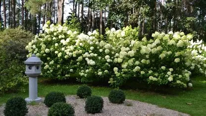 Best Selling Plants