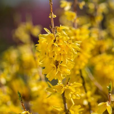 Spring Plants