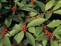 Native Winterberry