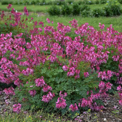 Pink Diamonds Bleeding Heart - Shipped