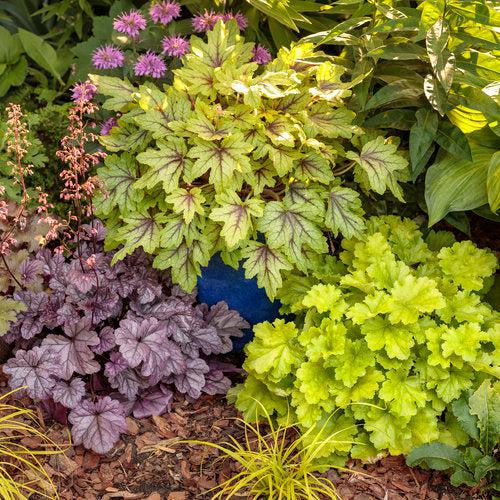x Heucherella ‘Eye Spy’  - Fun and Games® Eye Spy Foamy Bells - Shipped