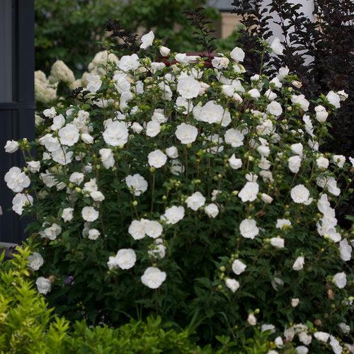 White Chiffon® Rose of Sharon - Shipped