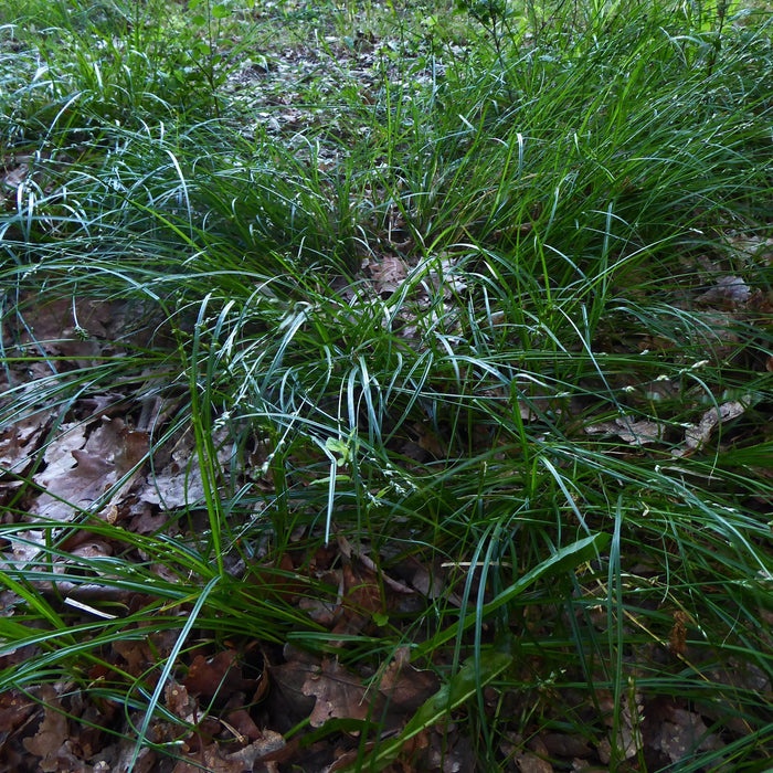 Carex divulsa  - Grassland Sedge - Shipped
