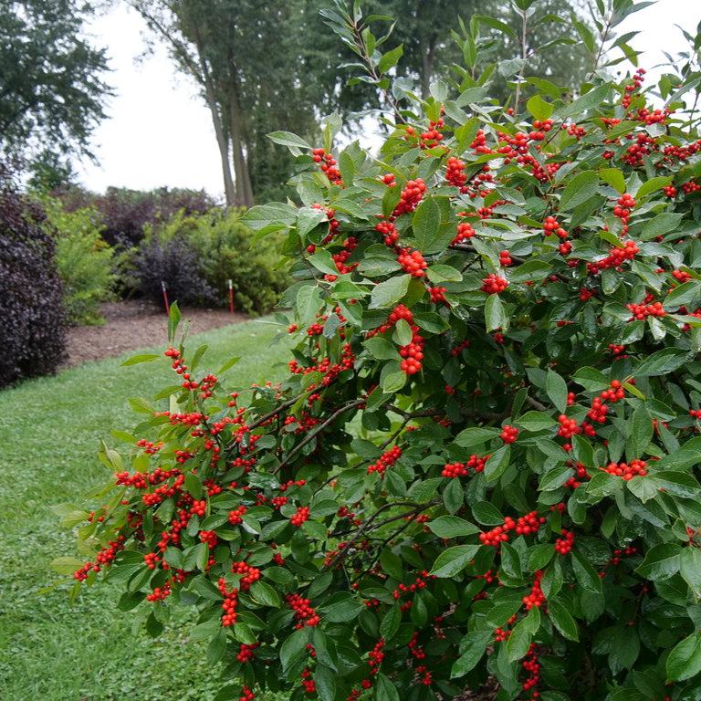 Holly (Ilex x meserveae) 'Berryific - Shipped