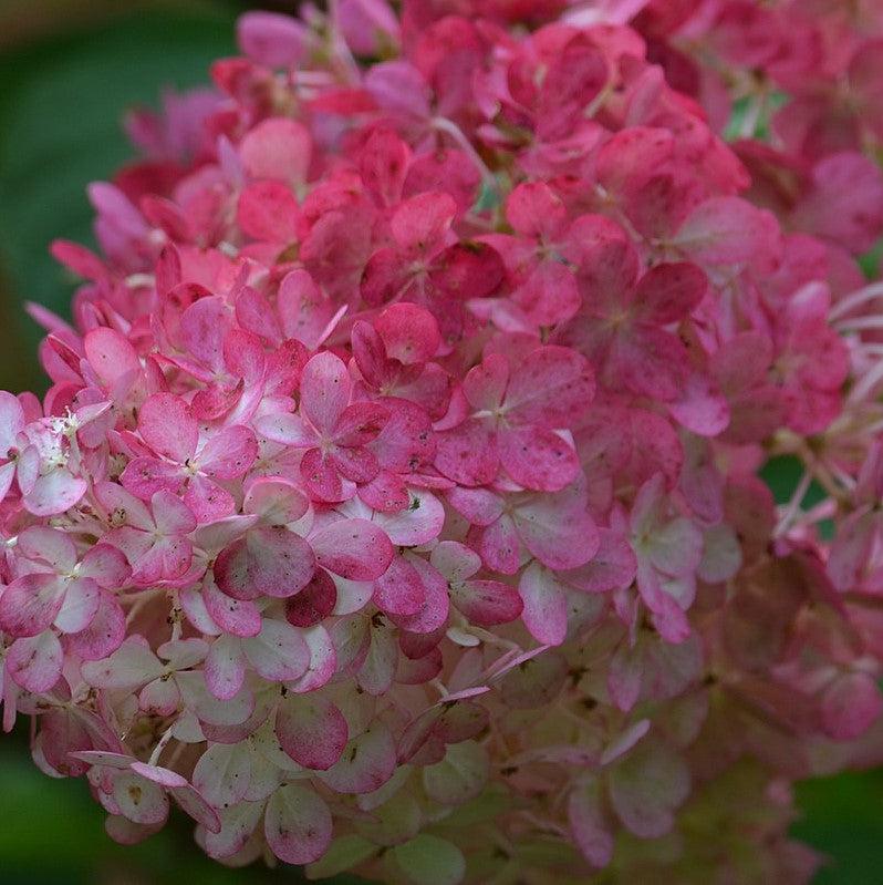 First Editions® Berry White® Hydrangea - Shipped