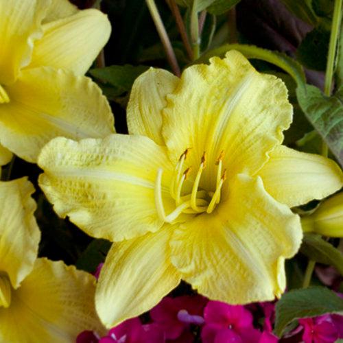 Rainbow Rhythm® Going Bananas Daylily - Shipped
