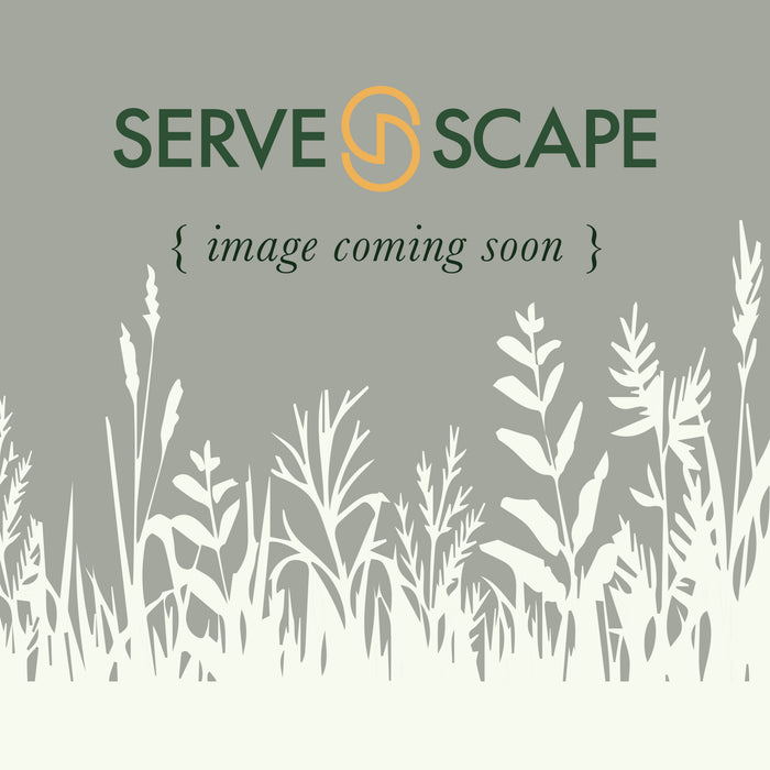 Aster dumosus 'Sapphire'  - Kickin'® Sapphire™ Aster - Shipped