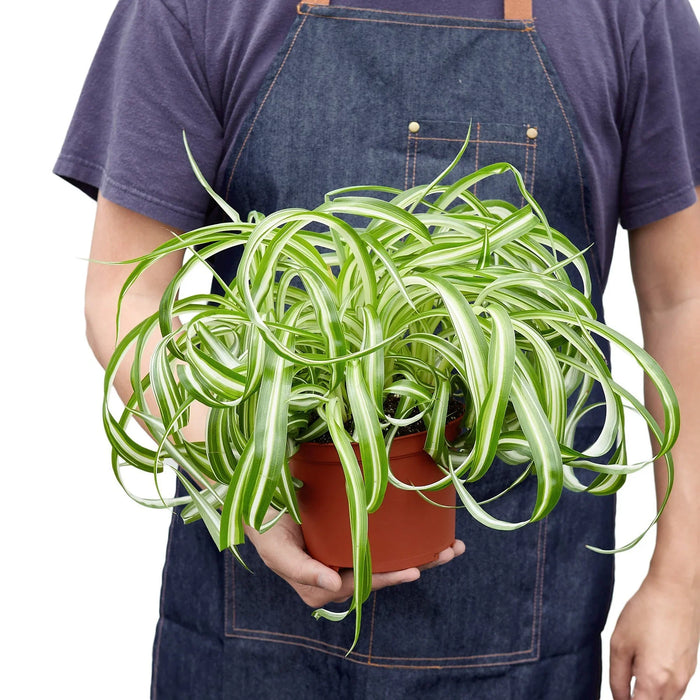 variegated bonnie spider plant Spider Plant 'Bonnie'