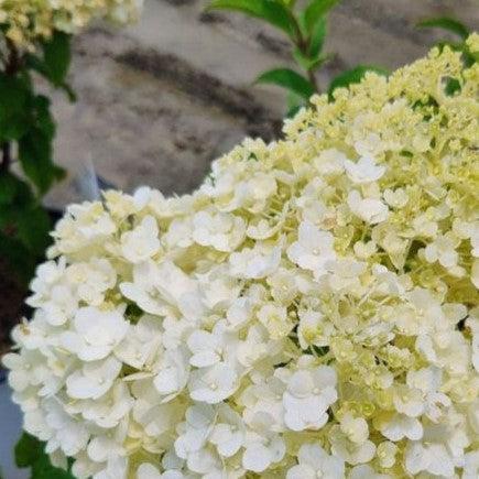 Proven Winners® Color Choice® Bobo® Hydrangea - Shipped
