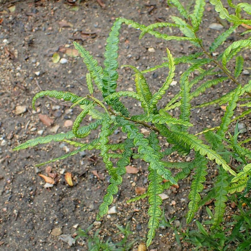 Sweet Fern - Shipped