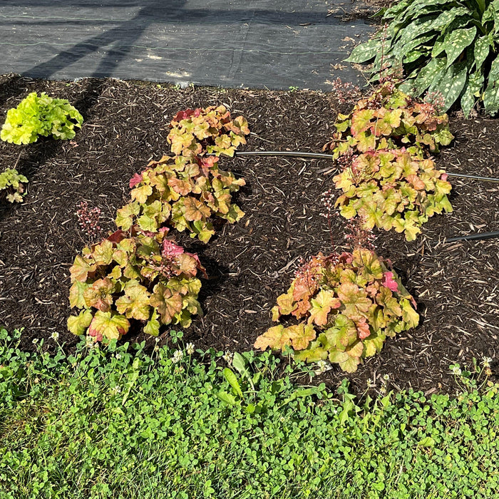 Heuchera 'Toffee Tart' PP33,694  - Dolce® Toffee Tart Heuchera - Shipped