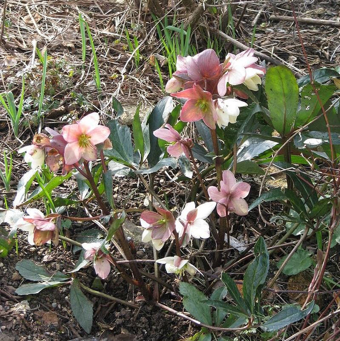 Helleborus 'Walhelivor'  - Ivory Prince Lenten Rose - Shipped