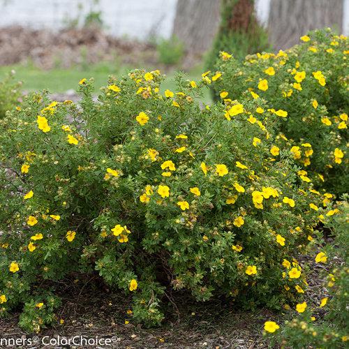 Potentilla fruticosa 'Lundy'  - PW® Happy Face® Yellow Potentilla - Shipped