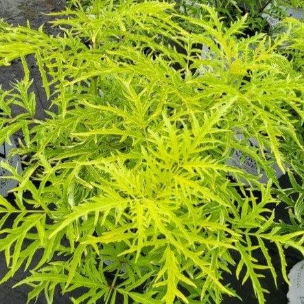 Lemony Lace® Elderberry - Shipped