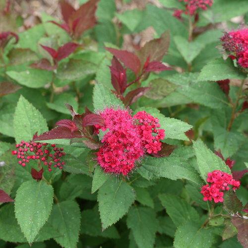 Double Play® Doozie Spirea - Shipped