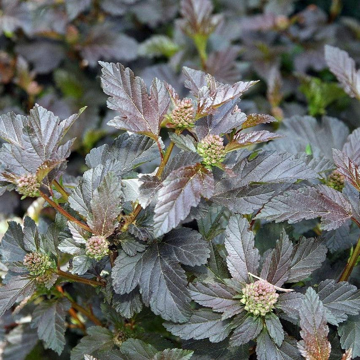 Physocarpus opulifolius 'Monlo'  - Diablo® Ninebark - Shipped