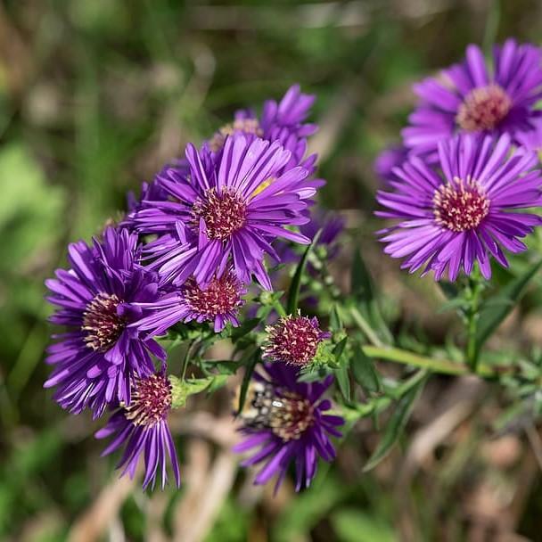 Grape Crush New England Aster - Shipped
