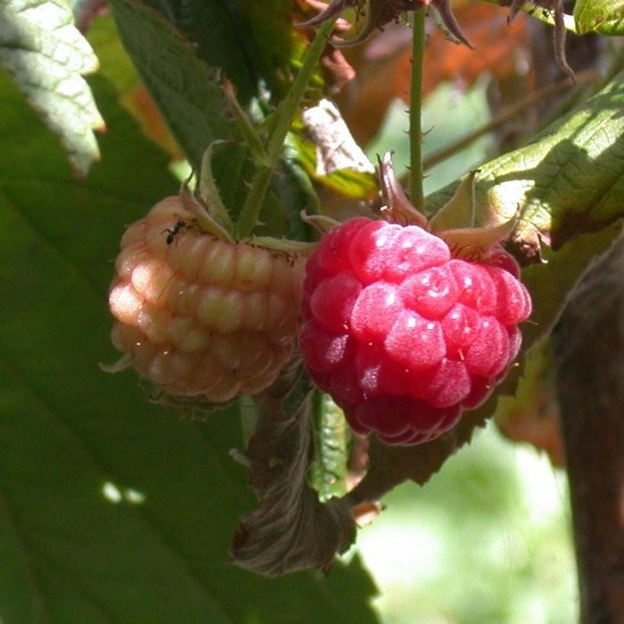 Rubus idaeus 'Heritage'  - Heritage Everbearing Raspberry - Shipped