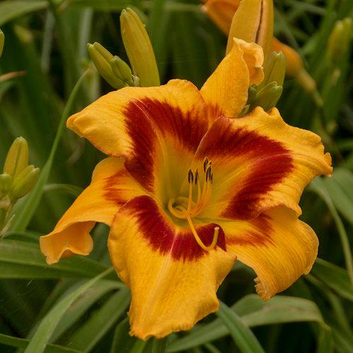Hemerocallis 'Tiger Swirl'  - Rainbow Rhythm® Tiger Swirl Daylily - Shipped