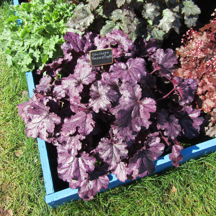 Heuchera x 'TNHEUFP'  - Forever® Purple Coral Bells - Shipped