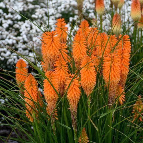 Kniphofia 'Blazing Orange'  - PW® Pyromania® Blazing Orange Red Hot Poker, Torch Lily - Shipped
