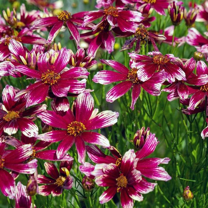 Coreopsis x verticillata 'Starstruck' PP28006  - Lil' Bang™ Starstruck Coreopsis - Shipped