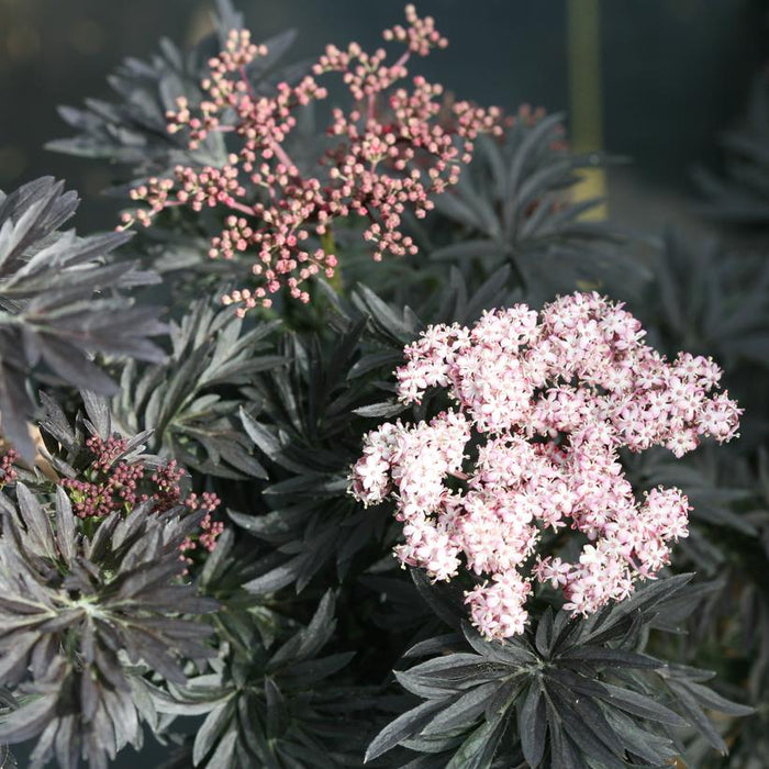 Sambucus nigra 'Laced Up'  - Laced Up® Elderberry - Shipped