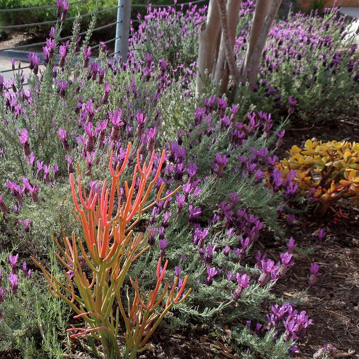 Lavandula stoechas 'Anouk Deluxe 1225'  - Primavera Spanish Lavender - Shipped