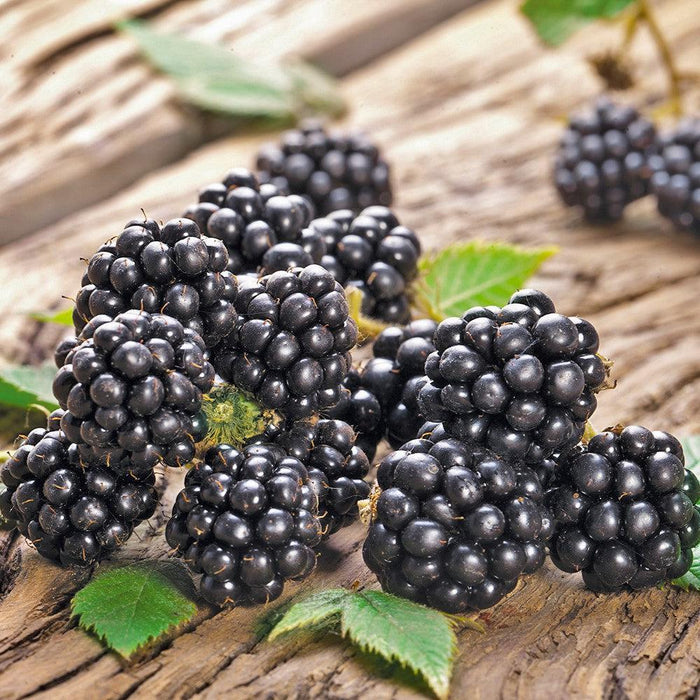 Chester Thornless Blackberry - Shipped
