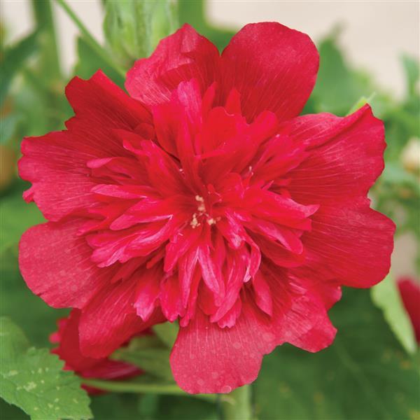 Alcea rosea 'Spring Celebrities Carmine-Rose'  - Spring Celebrities™  Carmine Rose Hollyhock - Shipped