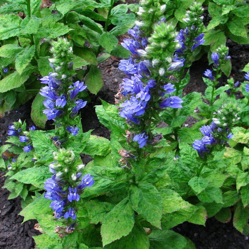 Blue Cardinal Flower - Shipped