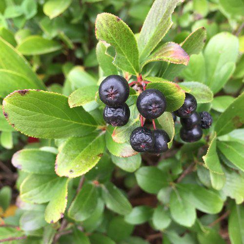 PW® Low Scape Mound® Aronia - Shipped