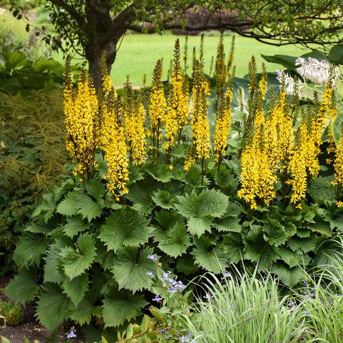Ligularia 'Bottle Rocket'  - Bottle Rocket Leopard Plant - Shipped