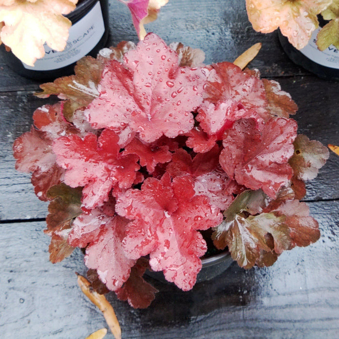 Heuchera x 'TNHEUFR'  - Forever® Red Heuchera, Coral Bells - Shipped